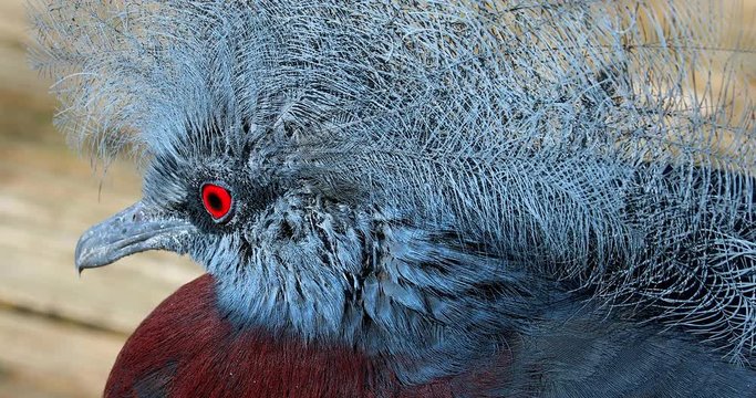 Southern Crowned Pigeon Close Up Head Portrait, Red Eye. Also Known As Sclater's Crowned Pigeon Or Scheepmaker's Crowned Pigeon (Goura Scheepmakeri) - DCi 4K Resolution
