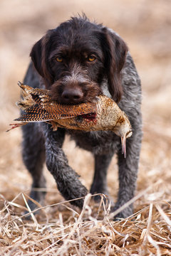 hunting dog holding a woodcock