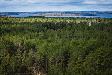Sunny summer day; view from the top to the pine forest; in the distance behind the pine forest, it is seen Lake and Island; green forest and blue lake waters