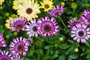 Stokrotka afrykańska, Osteospermum