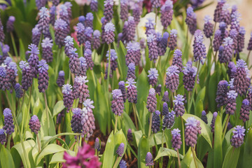 Blue Grape Hyacinth Muscari armeniacum flower