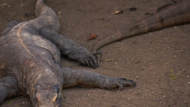 Komodo dragons relaxing in wilderness
