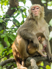 Proud and protective macaque monkey mother holds her cute small baby