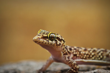 portrait of curious mediterranean house gecko