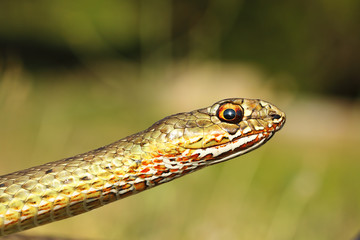portrait of eastern montpellier snake