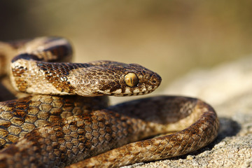 portrait of juvenile cat snake