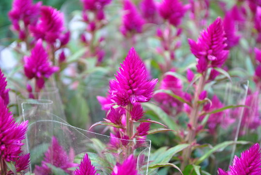 Celozja - Celosia