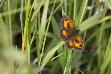 Butterfly on stem in long grass
