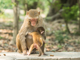 Macaque monkey mother holds her cute baby