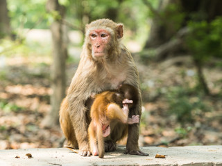 Macaque monkey mother holds her cute playing baby