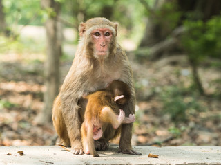Macaque monkey mother holds her cute baby. Concept of motherhood, protection and harmony in nature