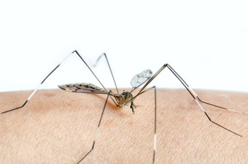 Macro of mosquito on skin and mosquitoes are sucking blood.