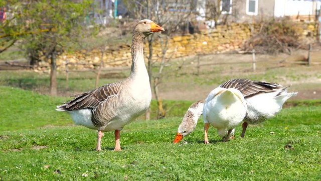 geese in a meadow in the spring