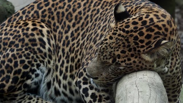 Ceylon leopard, Panthera pardus kotiya is sleeping on the tree