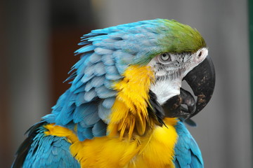 Parrto Macaw