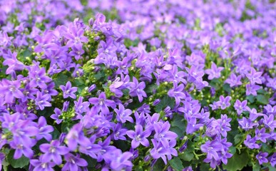 Fioletowe kwiaty © bnorbert3