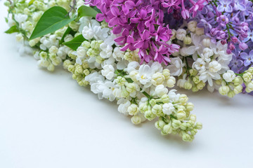 Lilac on white background