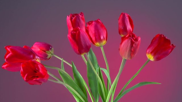 Tulips. Red tulip flowers blooming closeup over red background. Spring bouquet. Opening flowers time lapse. 4K UHD video 3840X2160