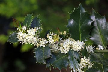 Ilex, Stechpalme, Stech-Hülsen (Ilex aquifolium)