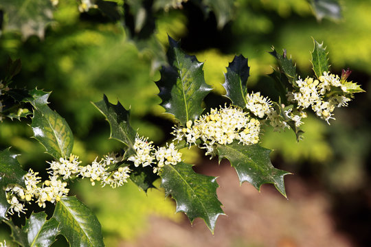 Ilex, Stechpalme, Stech-H&uuml;lsen (Ilex aquifolium)