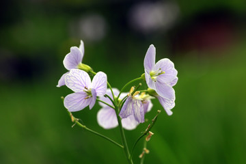 Wiesen-Schaumkraut (Cardamine pratensis)