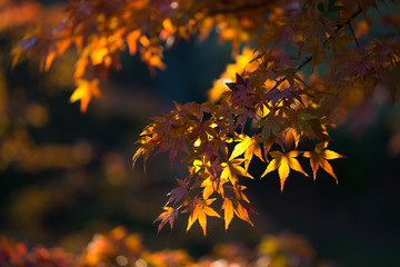 Autumn leaves in Japan.