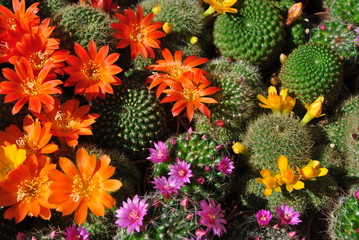 Kwitnące kaktusy - obrazy, fototapety, plakaty