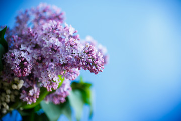 Obraz premium branch of blossoming spring lilac