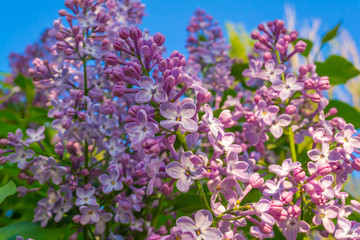 Obraz premium Blooming lilac