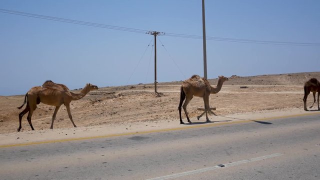 Camels walking along a paved road in Oman with the desert and electricity poles in the background