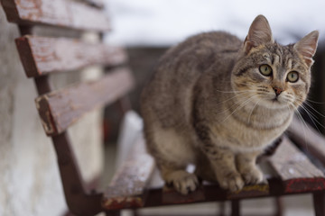 Curious grey cat on a bench in winter