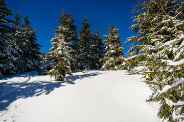 Winter forest at noon