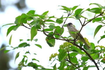 Blackcap singing on branch