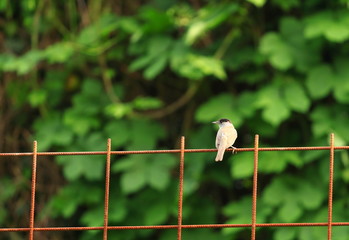 Blackcap on the wire 