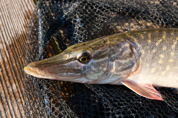 Close up view of big freshwater pike lies on black fishing net..