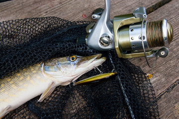 Freshwater pike with fishing lure in mouth and fishing equipment lies on black fishing net..