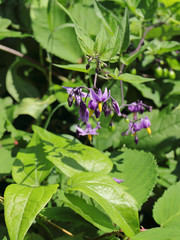 Wildblumen