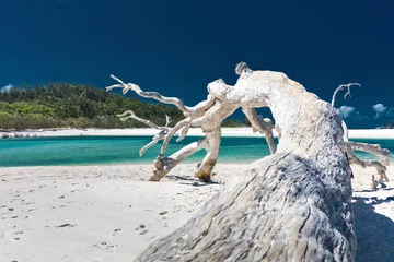 Crédence de cuisine en verre imprimé Whitehaven Beach, île de Whitsundays, Australie Arbre de bois flotté blanc sur l& 39 étonnante plage de Whitehaven avec du sable blanc dans les îles Whitsunday, Australie