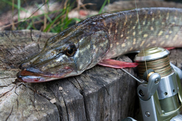 Freshwater pike fish lies on a wooden hemp and fishing rod with reel..