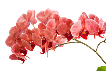 orchids on isolated background. beautiful flower branches orchids on white background