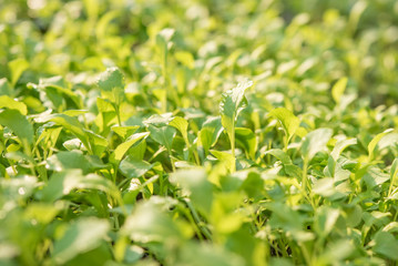 Closeup of small saplings in garden , Agriculture and Seeding Plant , Group of green sprouts growing out from soil