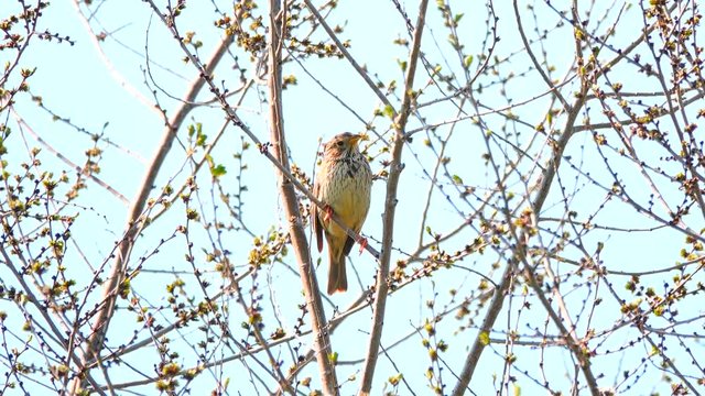 Ortolan Bunting sitting on a tree