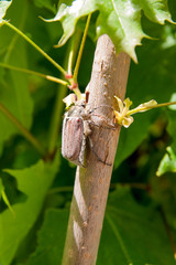 European beetle pest - common cockchafer (Melolontha) also known as a May bug or Doodlebug on maple tree branch..