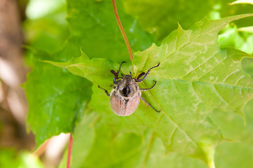 European beetle pest - common cockchafer (melolontha) also known as a May bug or Doodlebug eating maple green leaves..
