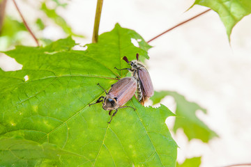 European beetle pest - common cockchafer (Melolontha) also known as a May bug or Doodlebug on maple tree branch..