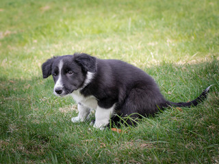 söt bordercollie valp istter utomhus i gröna gräset