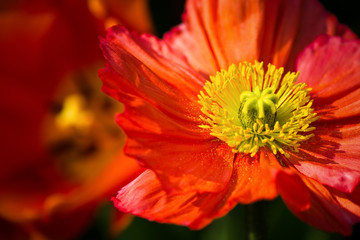 Closeup of a beautiful orange Poppy Flower