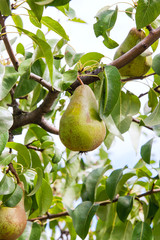 Shiny delicious pears hanging from a tree branch in the orchard..