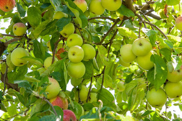 Shiny delicious apples hanging from a tree branch in an apple orchard.