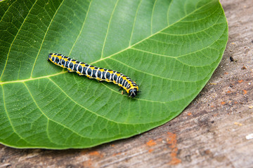 Beautiful black and yellow caterpillar creeps on big green leaf..
